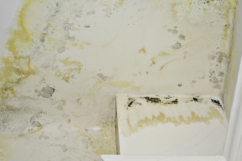 Ceiling Mold Removal in Boca Raton, FL