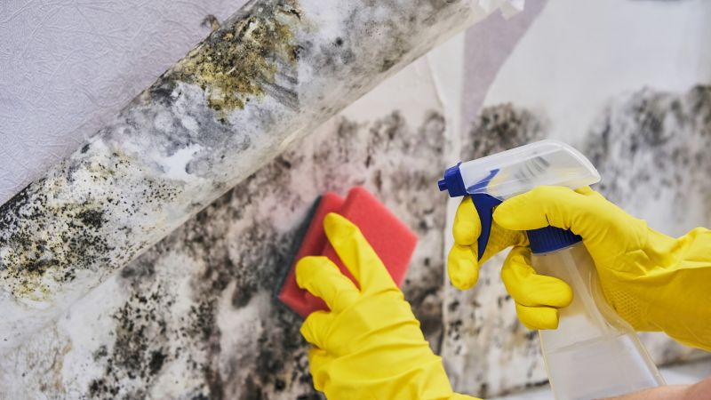 Mold Control in Palm Beach County, FL