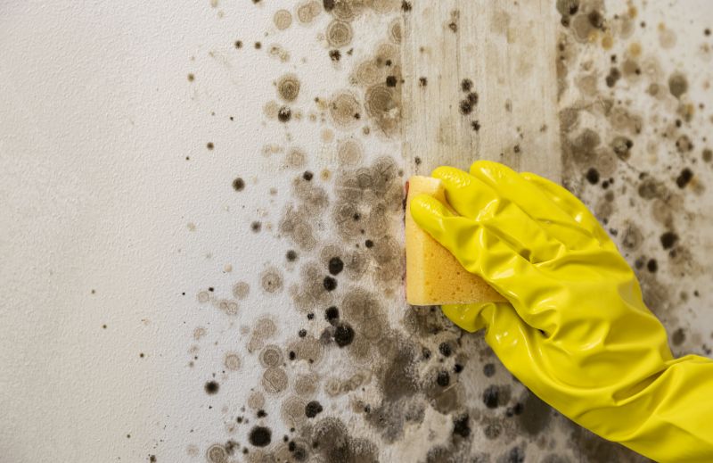 Mold Restoration in Jupiter, FL